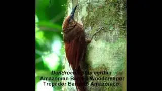 Amazonian Barred-Woodcreeper