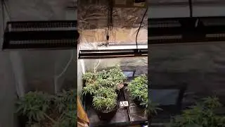 Bnc critical xxl autoflower week 6 mars hydro sp250 and mars hydro 2x4 tent disaster 😭