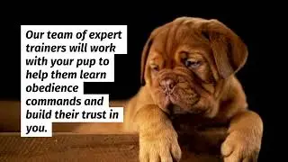Dog Training in Tampa Florida - (813) 993-0367