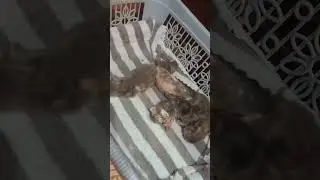 bocil bocil imut