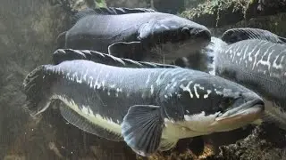 Giant snakeheads |Magur fish farming Cambodia | for business