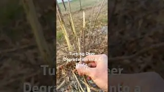 Turning Deer Damage into Profit with American Elderberries #cuttings #elderberry #homestead #plants