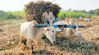Bullock cart heavy load sugarcane | Bullock pulling performance | cow video | Village Bullock