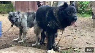 How to Perform a Successful Dog Mating| 2026 Final Dog Matin