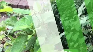 Japanese knotweed group ltd