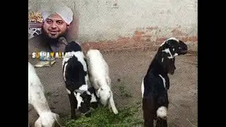 Majestic goats Elegance in simplicity     #beautifullgoats # #goat #shortvideo #youtube 