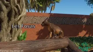 Planet Zoo Franchise FR | Un enclos tropical pour les Fosas | Zoo Africain #5