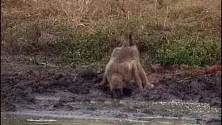 Djuma: Chacma Baboons moving about - 15:28 - 04/08/19