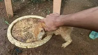 Kucing lapar 