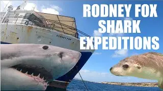 Rodney Fox Shark Expeditions: Diving with Great Whites, Sea Lions, and so much more!