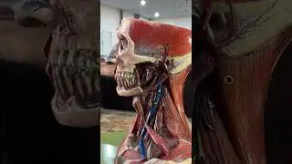 Human Neck Complete Spotting | Model Anatomy | OSPE | VIVA | Rawalpindi Medical University