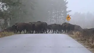 Żubry 08 12 2025. Uwaga na zakrętach.