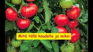 Tomaattien vaarat sekä mitä tällä kaudella ja miksi