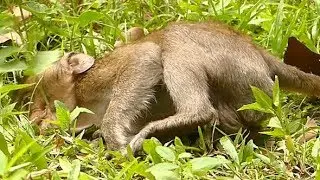 Pity Poor Baby David No Power - Weakness - Hungry Milk | Monkey Crying