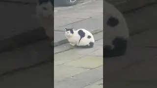 White cat sitting alone #whitecat  #cat #cute #shortsvideo #shortsfeed #shorts #ytshorts