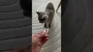 Ich kann dir das nicht geben das ist giftig f&uuml;r dich! #cat #abonnieren #gift #vertrauen #kitty #pets