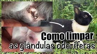 COMO LIMPAR AS GLÂNDULA ODORÍFERAS DO COELHO + CORTE DE UNHAS E ESCOVAR O PELO - DIA DE BUNNY SPA