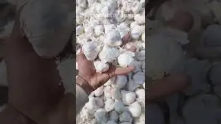 Lahsun export #farming #banana #market #fruit #bananafruit #bananafarmin#viralvideo #trending