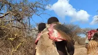 Hadzabe Women Collect Food for Kids & Wild Monkeys  #villagecooking#Ugali#Fufu 🍲