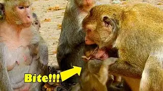 Heartbreaking Baby Jason Monkey Got Attacking Badly By Queen Maria Coz He Didn't Respect Her.