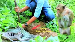 Look Very Sad To See Mother Mekala Still Looking And Finding Baby Camry That Was Buried