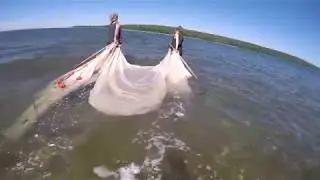 Seining for Silversides