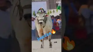 Dvr memorial Dheera... 🔥🐂