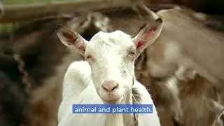 Health and Food Safety Administrators | EU Careers