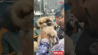 Pet Market Kolkata 😍/lowest price puppy dog/Gallif Street dogs #shorts #viral #dog #dogs #doglover
