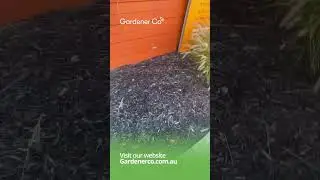 Watch Us Transform Overgrown Grass into Neat Perfection! 🌾 | Gardener Co Perth