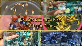 Khuyến Mãi Free Ship Cá 7 Màu Tuyển Giống Giá Siêu Rẻ, Tặng thêm Cá Khi Bắt Combo 