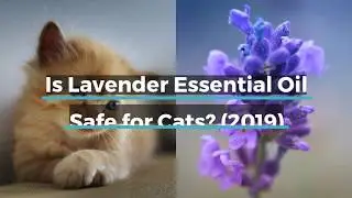 Is Lavender Essential Oil Safe for Cats 2019-2020 EORECIPES