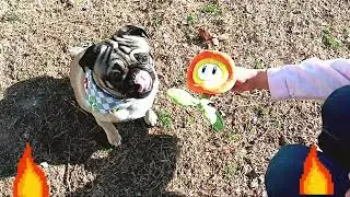 Pug Power-Up: Super Mario Style