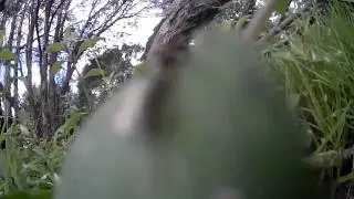 Better Crash ! // Blackout Mini H Quad // MT1306-10 // CC3D