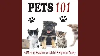 Tummy Scratch (Music for Pets 101)