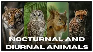 Mysterious world of nocturnal and diurnal animals