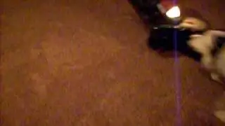 Dog Attacking Vacuum