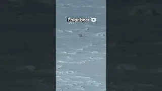 sailing on icebreaker class lng tanker ship 🚢 in frozen waters of arctic ocean #polarbear #sea #ice