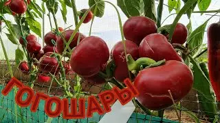ПЕРЕЦ ГОГОШАРЫ. МЯСИСТЫЕ, ИДЕАЛЬНЫЕ ШАРИКИ. ИНДИВИДУАЛЬНЫЙ ОБЗОР ПЕРЦА. УРОЖАЙНОСТЬ С КУСТА. Pepper.