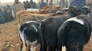سوق حد سوالم 29/12/2024 شتوكي باع عجلات ملاح فطريقي مليح مخفي غالي وكساب صلاح كيبيع فدرة لونسيلاج