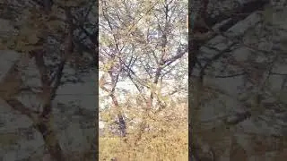 small birds make a next in babul Tree #short