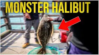 Monster Halibut pulled up at Candlestick Pier Bay Area 🐟