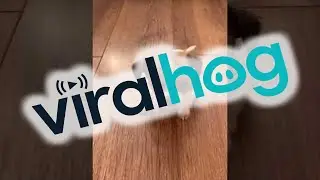 Puppy Surprised by its Own Sneeze || ViralHog