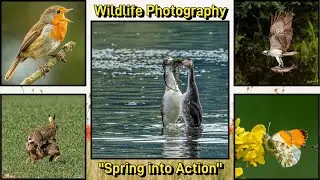 A guide to capturing stunning wildlife action photography in Springtime in their natural habitats.