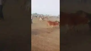 Saylada magalada Tog wajaale