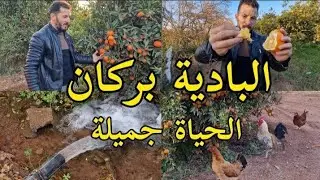 جنان اللتشين بركان: رحلة في قلب الطبيعة الخلابة الدجاج تربية النحل