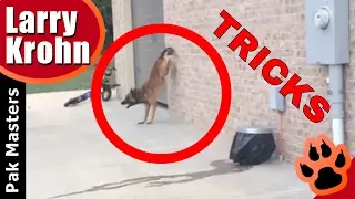 Fun Dog Tricks with Pak Masters / Heel Flip, Spread Them, Reverse Hand Stand