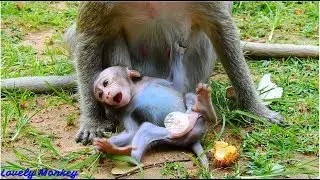 Super Drama! What Happened Little Opie? How Cute Little Opie? Adorable Little Bay Monkey Opie.