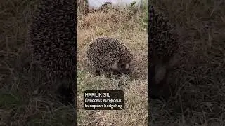 Harilik Siil (Erinaceus europaeus; European hedgehog)... Eesti elurikkus