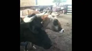 Fair Oxen in yoke